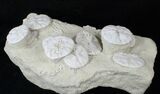 Fossil Sand Dollar (Astrodapsis) Cluster - Wide #15776-2